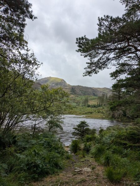 Llyn Llewelyn lake through the trees at Beddgelert forest