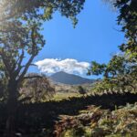 Moel Hebog mountain on a clear day through the trees