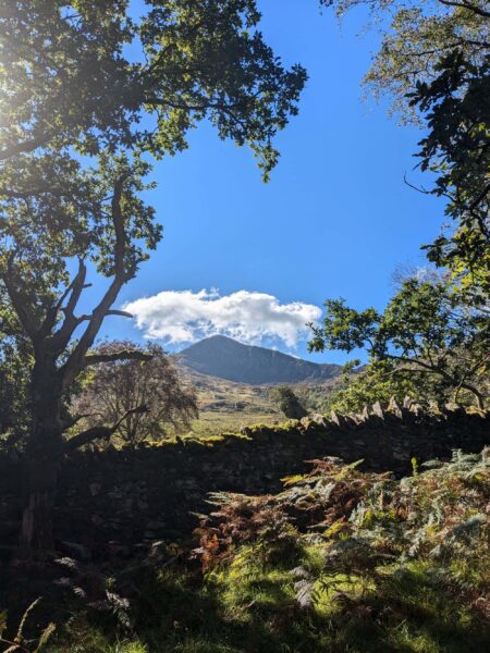 Moel Hebog mountain on a clear day through the trees