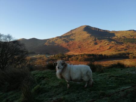 Ram standing proudly in-front of Moel Hebog Mountain